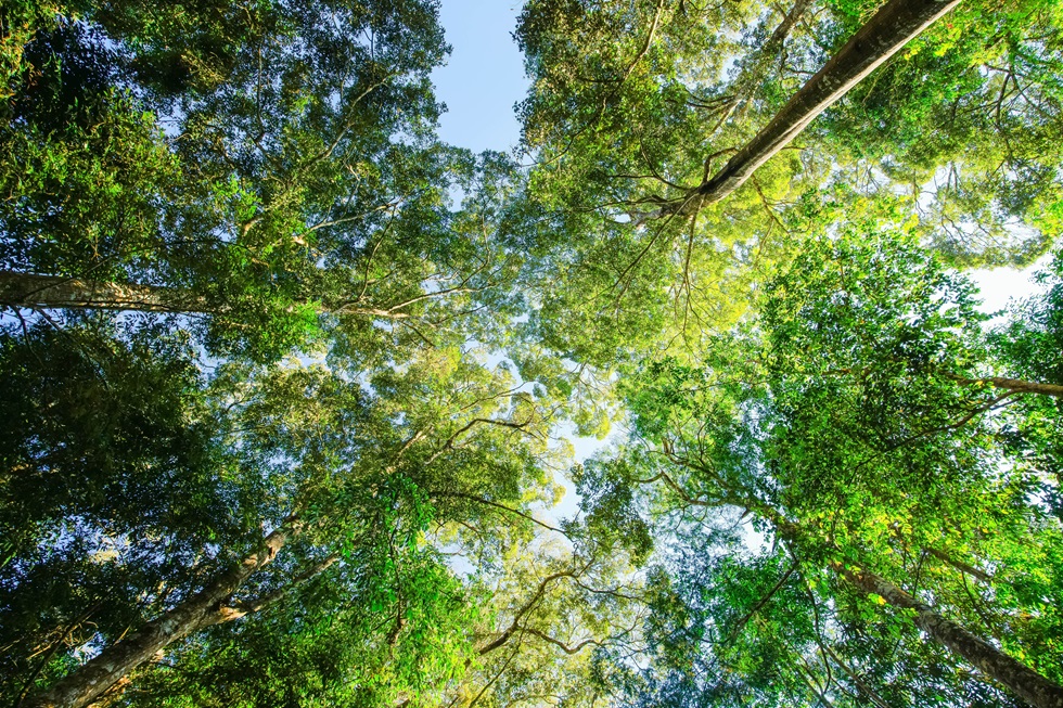 Bottom-up,View,Green,Mangrove,Forest,Canopy.,Natural,Carbon,Sink,Fight